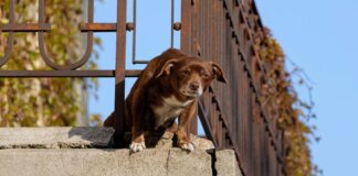 No a cani e gatti su balconi, scantinati, terrazze e cortili: la nuova legge in Spagna