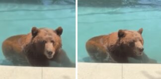 Orso si intrufola in un’abitazione privata per… un tuffo in piscina – Il video