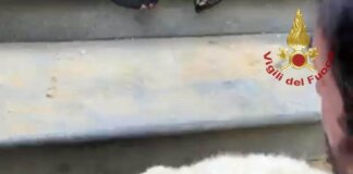 Cane di piccola taglia si infila in una intercapedine di un muro: salvato dai vigili del fuoco