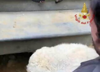Cane di piccola taglia si infila in una intercapedine di un muro: salvato dai vigili del fuoco