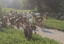 Detiene 135 capre in una struttura non a norma: “Sono animali da compagnia”