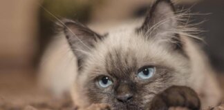 Vitto e alloggio gratis sull’isola greca, bisogna ‘solo’ occuparsi dei gatti