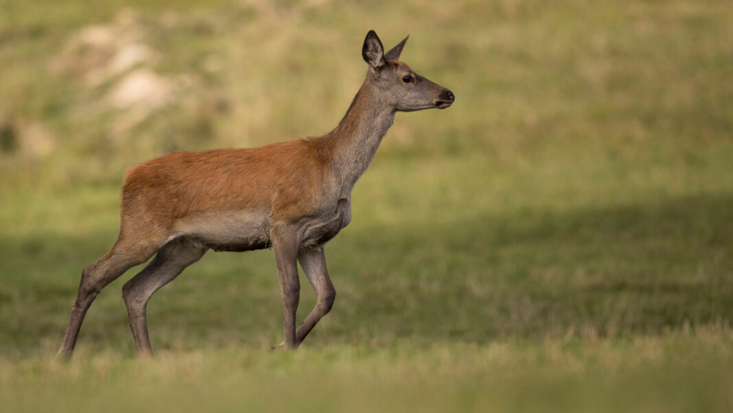 capriolo