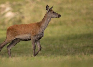 Come il caldo cambia le abitudini di caprioli e daini in Toscana: lo studio su Integrative Zoology capriolo