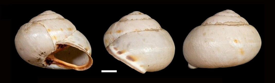 chiocciola unipi