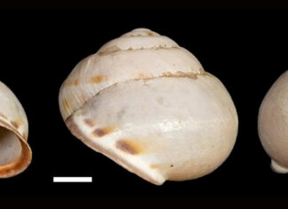 Una chiocciola conservata a Pisa salva due secoli di letteratura scientifica: risolto il dubbio su Linneo chiocciola unipi