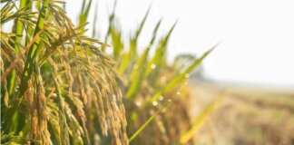 Agroalimentare, Ismea: superati sistema dei bandi per finanziamenti a condizioni di mercato