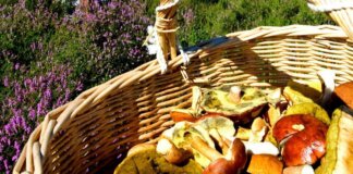 Alimenti: torna la raccolta di funghi, tossicologo Mannaioni ‘controllateli sempre’