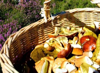 Alimenti: torna la raccolta di funghi, tossicologo Mannaioni ‘controllateli sempre’