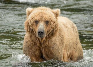 Backpack è l’orso più grasso dell’Alaska, eletto il vincitore del concorso ‘Fat Bear Week’