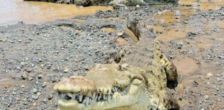Brisbane 2032, ok al fiume dei coccodrilli: gare di canottaggio si faranno sul Fitzroy