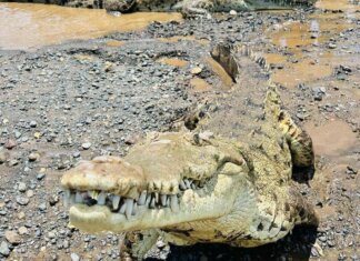 Brisbane 2032, ok al fiume dei coccodrilli: gare di canottaggio si faranno sul Fitzroy