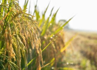 Confagricoltura: “Il futuro della terra passa dalle tecnologie, oggi precision farming al 10%”