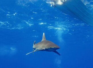 Dramma in Australia, si tuffa in mare e viene ucciso da uno squalo: chiuse tutte le spiagge