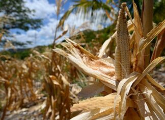 El Niño e l’allarme Ocse: “Al 95% sarà molto intenso, impatto su raccolti e prezzi alimentari”
