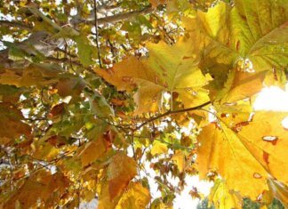 Equinozio d’Autunno con calo delle temperature minime, piogge venerdì poi weekend di sole