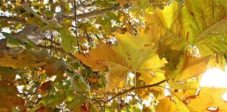 Equinozio di autunno 2026, quando arriva? L’estate ha le ore contate