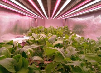 Il CNR scopre come aumentare la vitamina B9 con la luce negli ortaggi a foglia