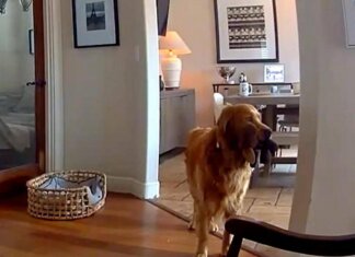 Il ladro entra in casa, il labrador fa festa e porta i giochi…