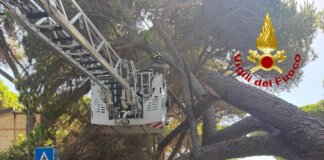 Pino di alto fusto crolla a Marina di Grosseto e interrompe la strada