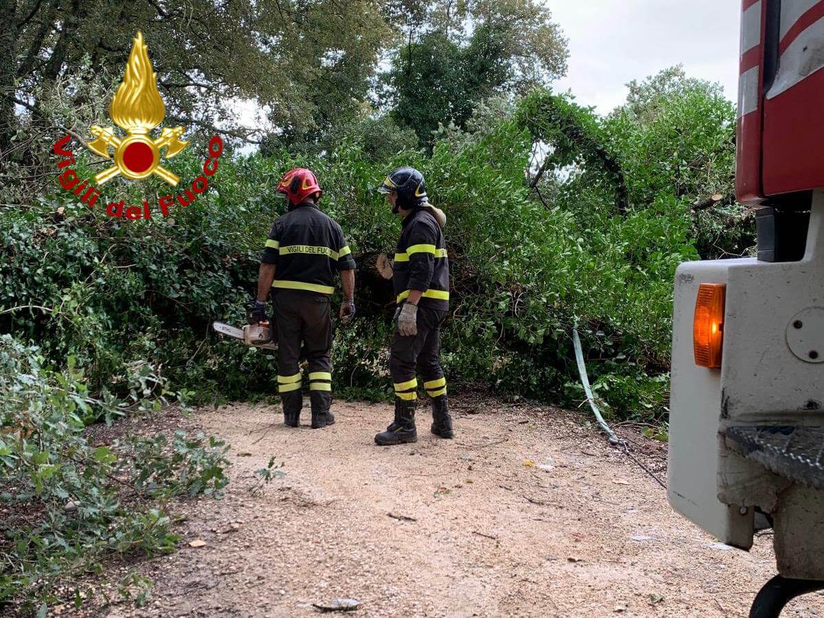 crolla una quercia nelle vicinanze della necropoli etrusca di saturnia ed ostruisce la strada da Corrieretoscano.it crolla una quercia nelle vicinanze della necropoli etrusca di saturnia ed ostruisce la strada