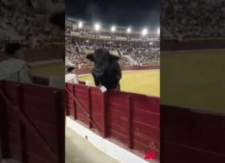 Paura in Spagna, il toro salta la recinzione e finisce tra il pubblico durante la corrida