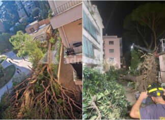 Roma, pino secolare cade su un palazzo in zona Salaria: residenti bloccati