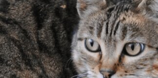 Scoperta nuova specie di felino selvatico, si trova in Bolivia: è il gatto Tilcayo