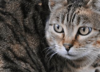 Scoperta nuova specie di felino selvatico, si trova in Bolivia: è il gatto Tilcayo