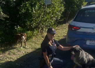 Cani scappano dal giardino, rintracciati e recuperati dalla polizia