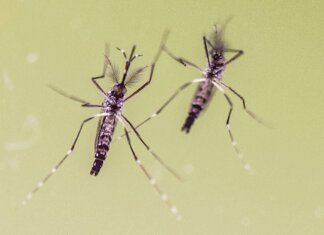 Zanzare e virus, cresce l’attenzione in Italia: 700 casi di West Nile e 312 di Dengue