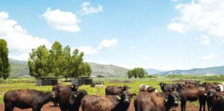 A Sorrento il World Buffalo Congress, dopo 20 anni torna in Italia