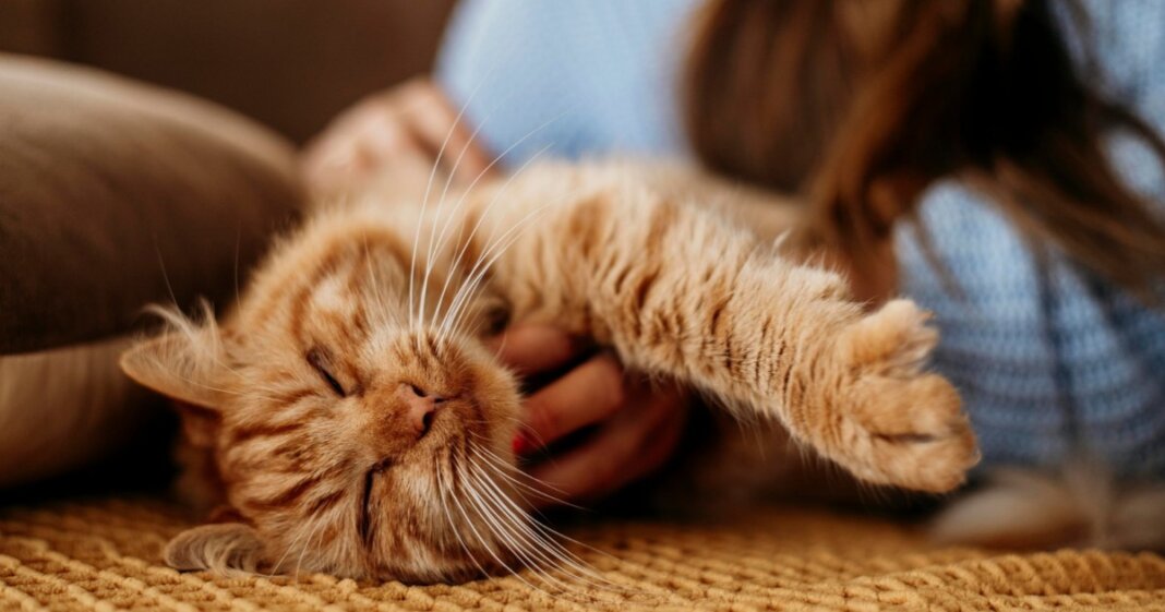 gatto