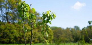 Atlante delle Foreste, 3,7 milioni di alberi piantati nel 2025
