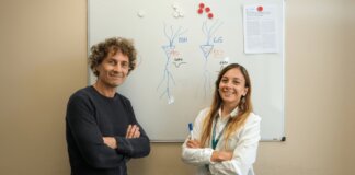 Così le infiammazioni in gravidanza minacciano il neurosviluppo, un marker può predire il rischio