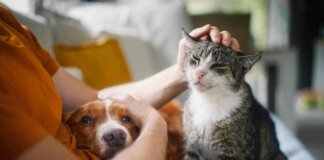 Legame persone-animali non è semplice convivenza, ecco l’effetto ‘pawsitivity’ che fa bene alla salute mentale