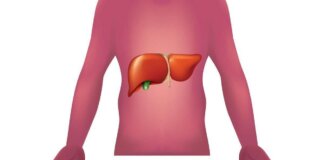 Malattie autoimmuni del fegato, nuova strategia con nanovettori in studio italiano