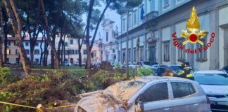 Albero cade su due auto in piazza San Silvestro: tragedia sfiorata a Pisa