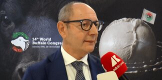 Raimondo (Tutela mozzarella bufala campana Dop): “Filiera 1,2-1,3 mld, quasi una Fiat”