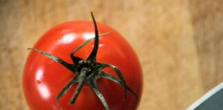 Rischio salmonella a Bari, Asl vieta pomodori freschi in mense nidi, scuole e Rsa