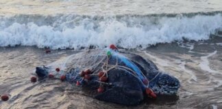 Tartaruga liuto di 250 chili trovata morta a Orbetello
