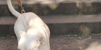 Seduta al tavolino di un bar viene azzannata in testa da un cane sfuggito alla dog sitter