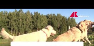 Un italiano su tre vive con un animale da compagnia