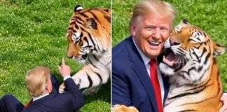 Uomo sbranato da una tigre, Trump posta il video: “Non si scherza con la natura”. Poi pubblica la parodia con IA