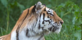 Uomo scavalca il recinto e viene sbranato da una tigre allo zoo: tragedia nello Yorkshire