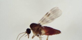 Virus Shamonda, chi lo trasmette? L’imputato è il Culicoides: identikit del ‘moscerino pungente’