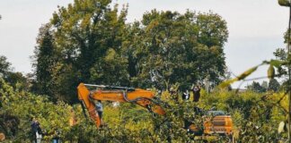 Il bosco cresciuto da solo che ora lascerà spazio a un supermercato: il caso di Bosco Ospizio bosco