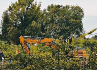 Il bosco cresciuto da solo che ora lascerà spazio a un supermercato: il caso di Bosco Ospizio bosco